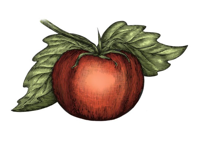 tomato woodcut 2